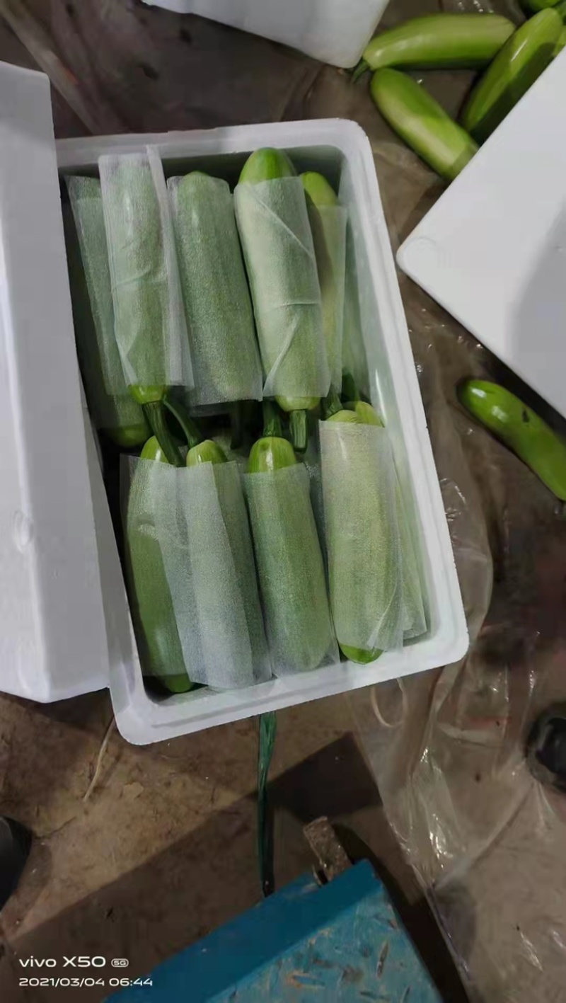 山东绿皮西葫芦可视频看质量量大货优提供任何包装