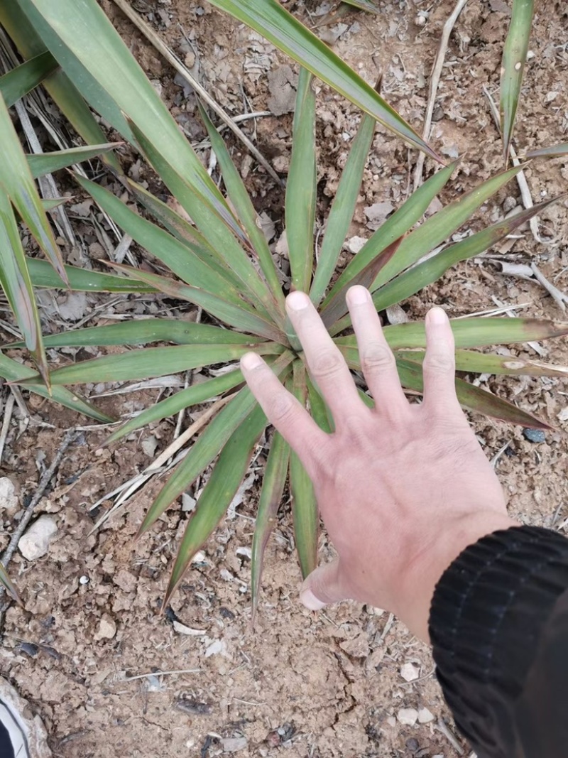 剑麻基地常年供应，薄利多销，诚信经营