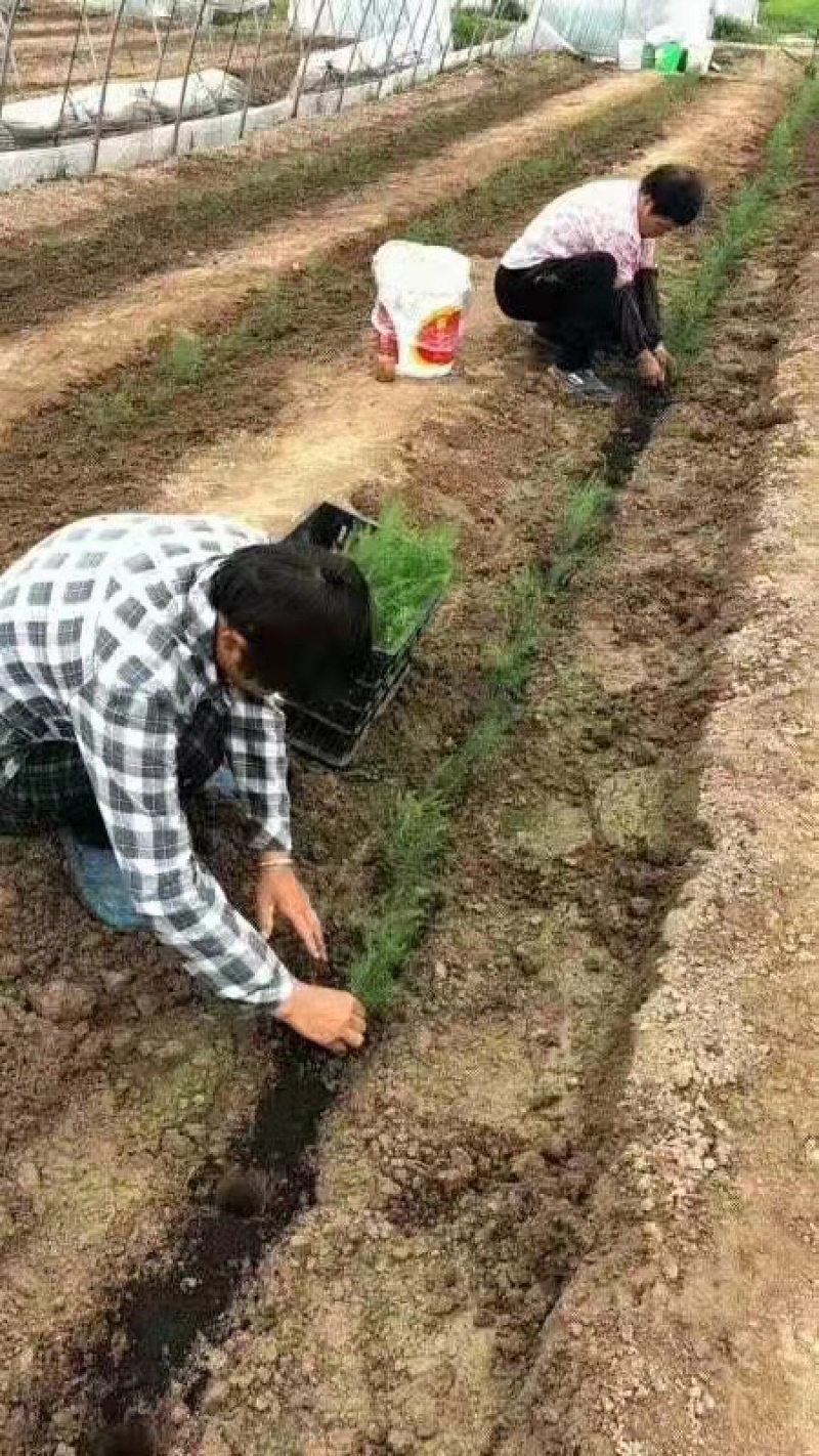 穴盘一代芦笋苗批发，高产抗病，现挖现发，当年可采笋