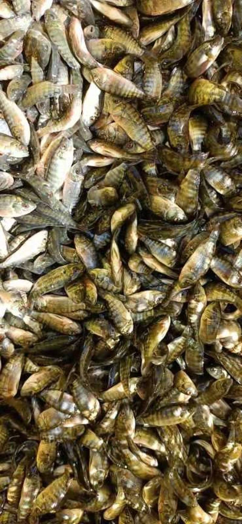 罗非鱼苗新品种一亩5000尾5个月可以出