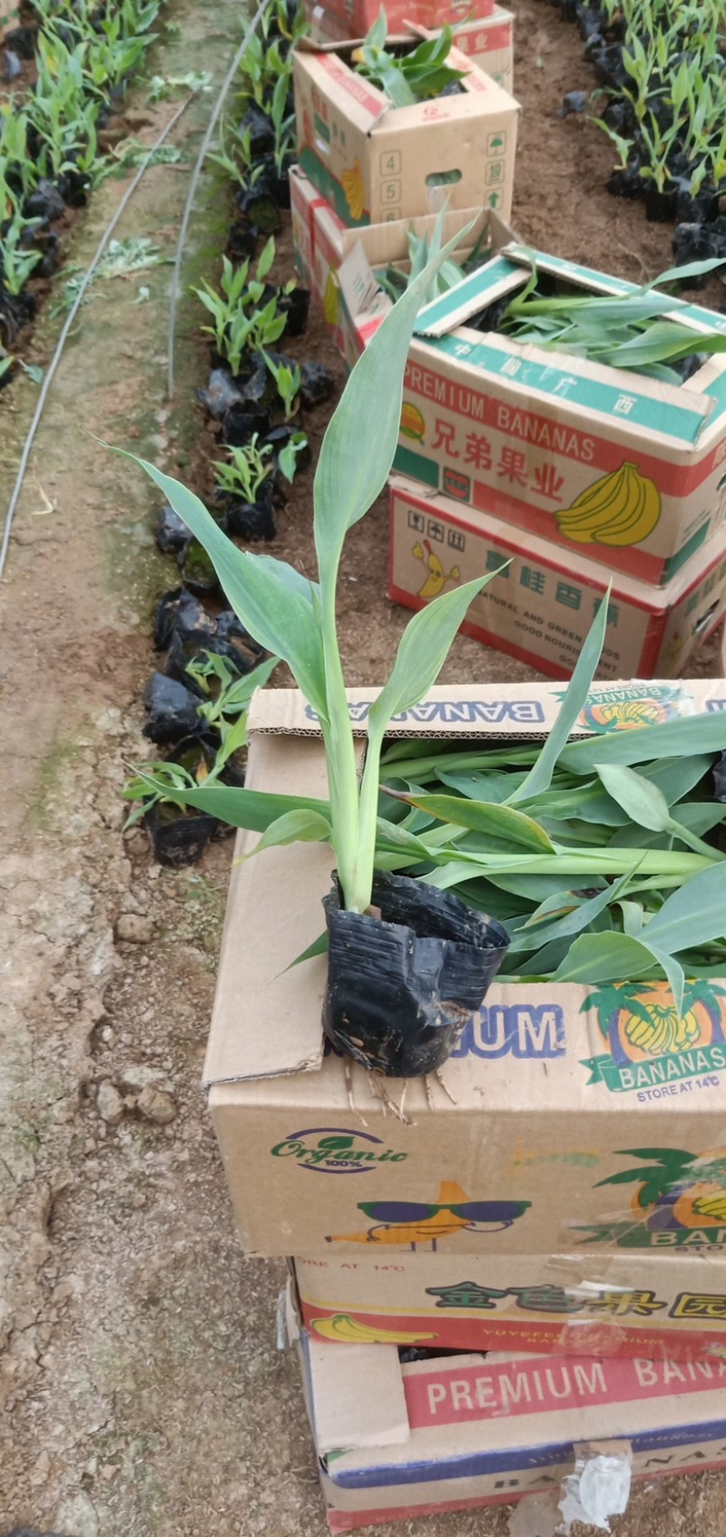 水生美人蕉基地常年供应，支持线上交易，薄利多销