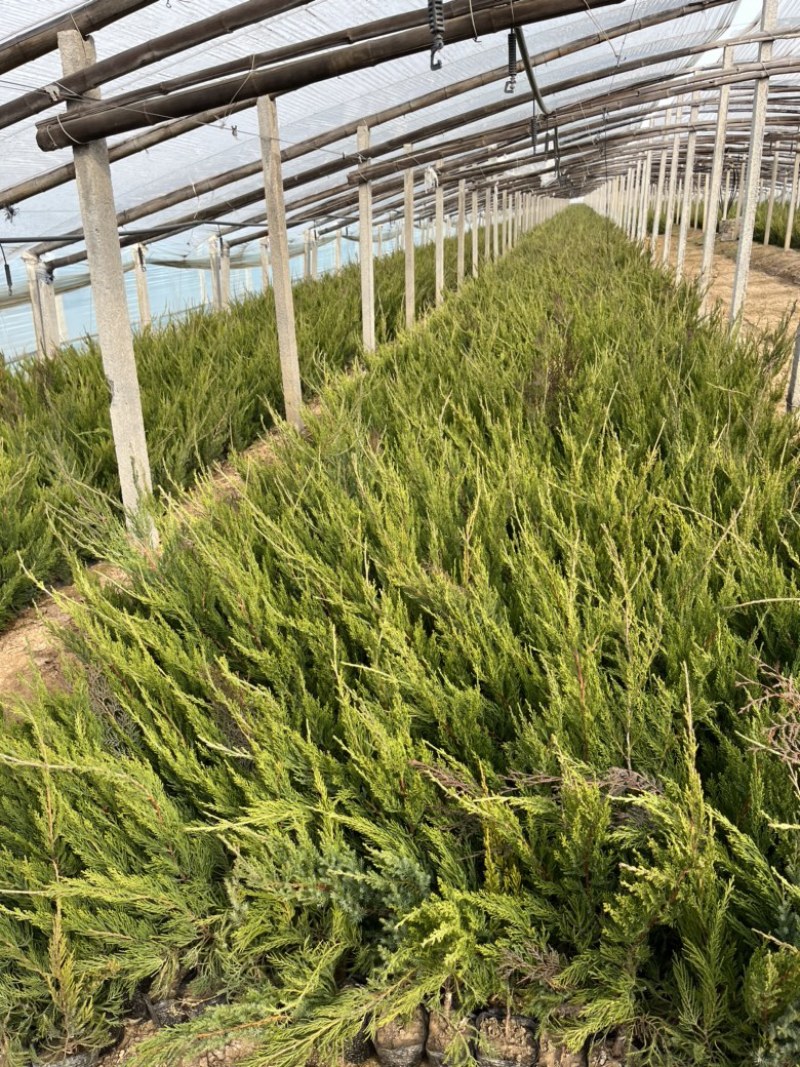 小龙柏基地直供，支持线上合作，诚信经营，薄利多销