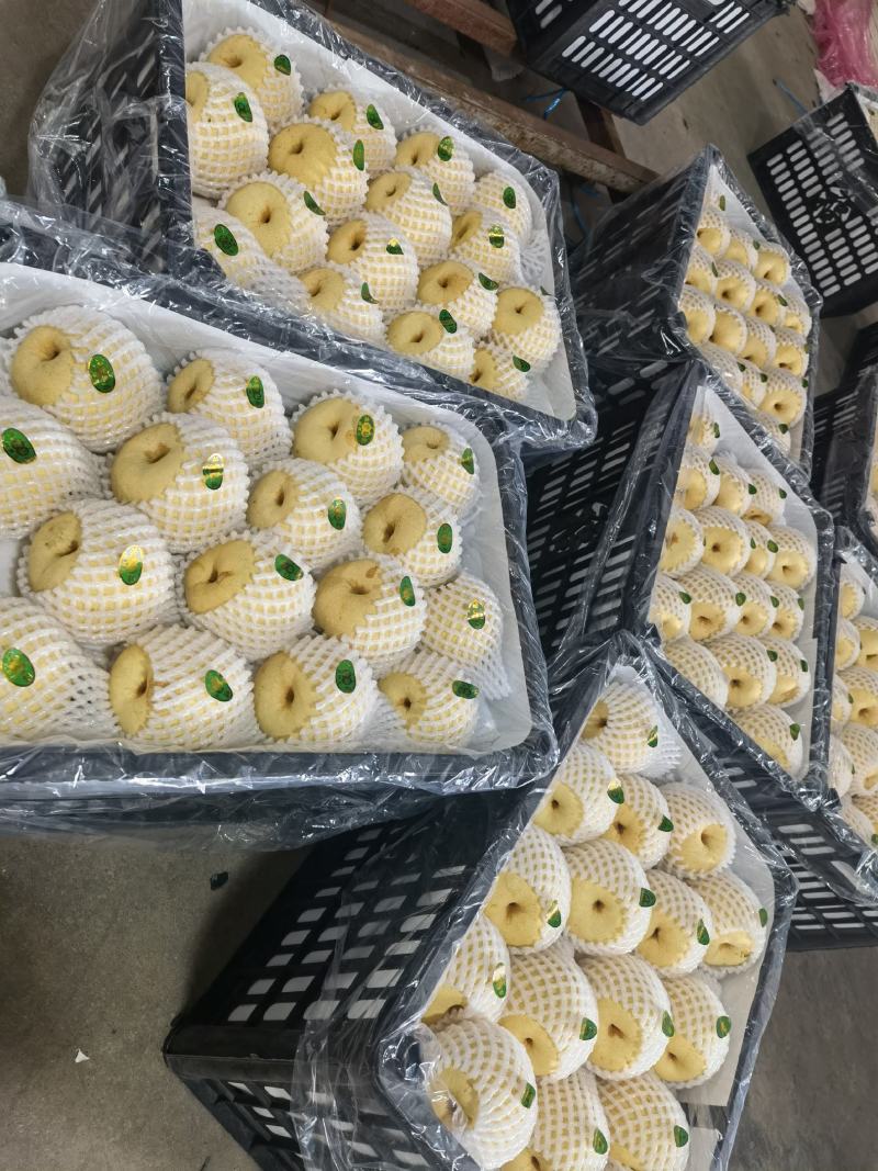 陕西贡梨大量出售中，糖分高，果面干净，个头均匀，有需要的