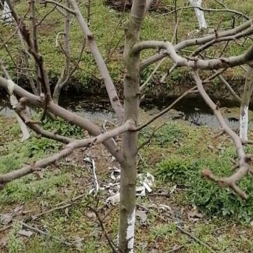梨树