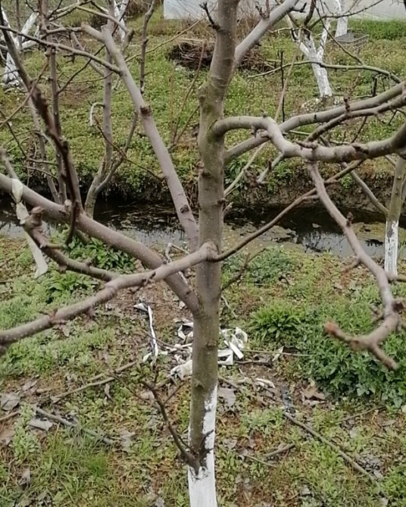 梨树