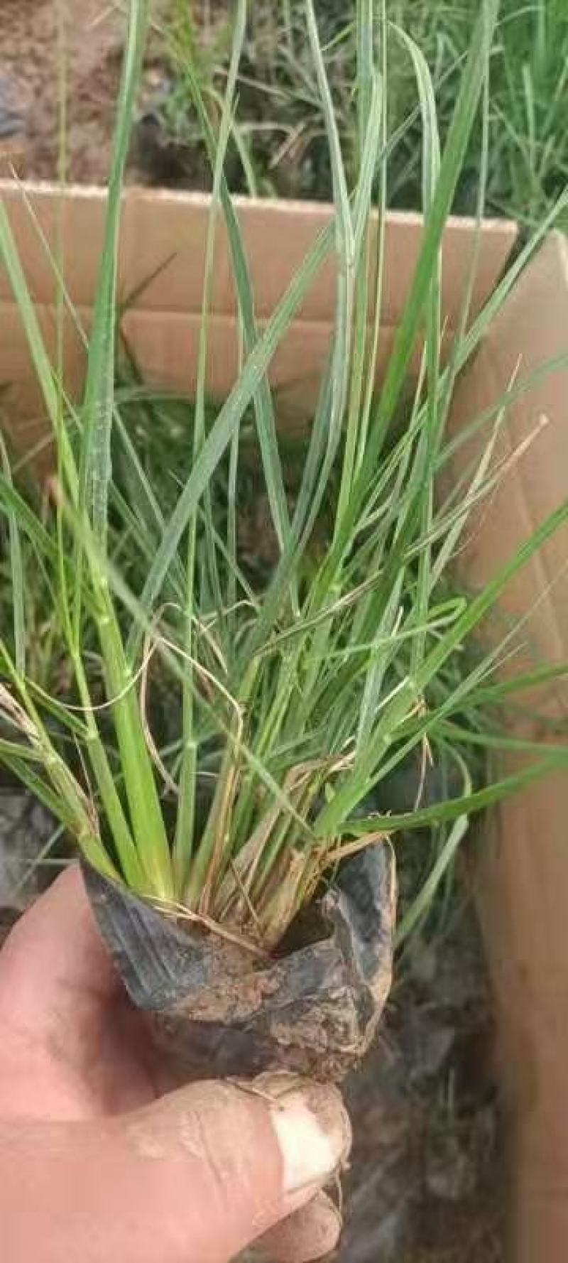 小兔子狼尾草优质狼尾草基地直发欢迎实地看货