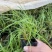 小兔子狼尾草优质狼尾草基地直发欢迎实地看货