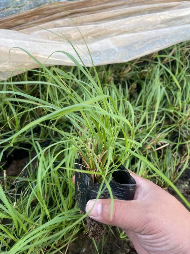 小兔子狼尾草优质狼尾草基地直发欢迎实地看货