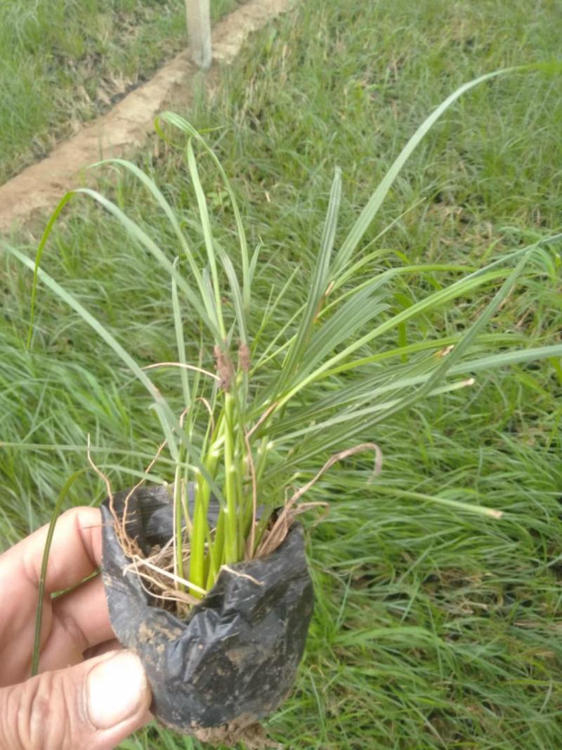小兔子狼尾草优质狼尾草基地直发欢迎实地看货