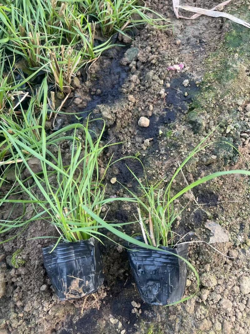 小兔子狼尾草优质狼尾草基地直发欢迎实地看货