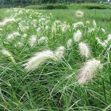 小兔子狼尾草优质狼尾草基地直发欢迎实地看货