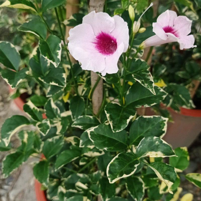 花叶凌霄