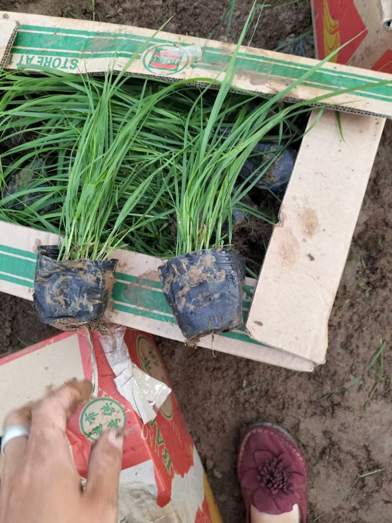 紫穗狼尾草优质狼尾草欢迎实地看货量大优惠