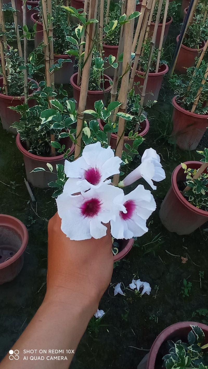 花叶凌霄