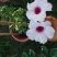 花叶凌霄