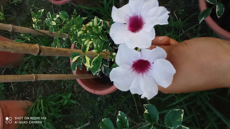 花叶凌霄