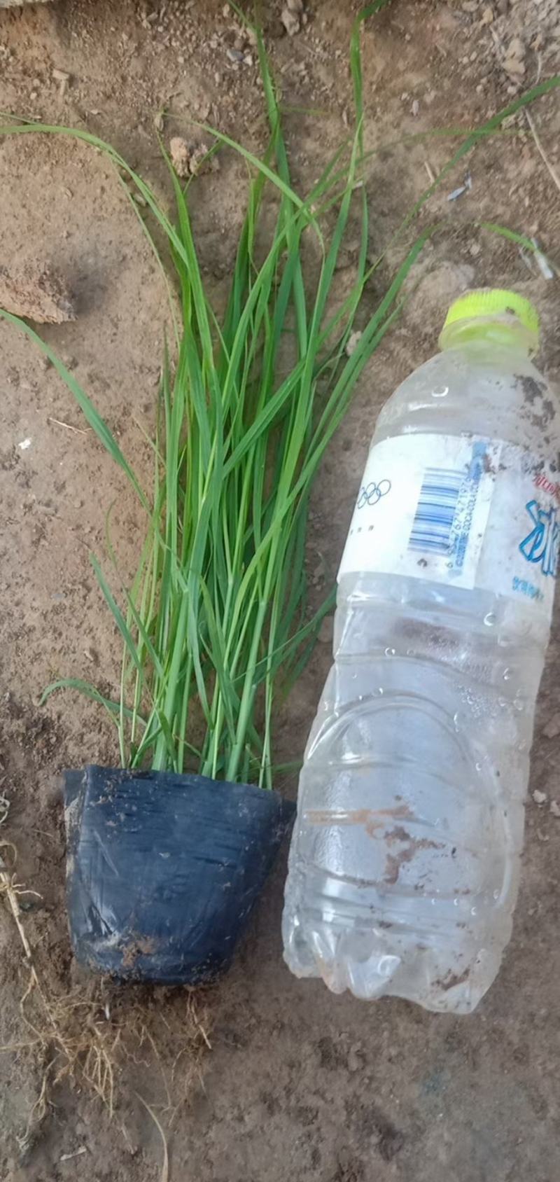 紫穗狼尾草优质狼尾草欢迎实地看货量大优惠