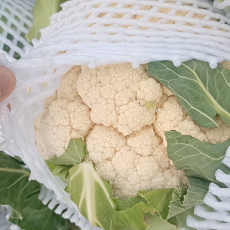 【菜花】湖北精品松花菜量大从优商超品质全国发货