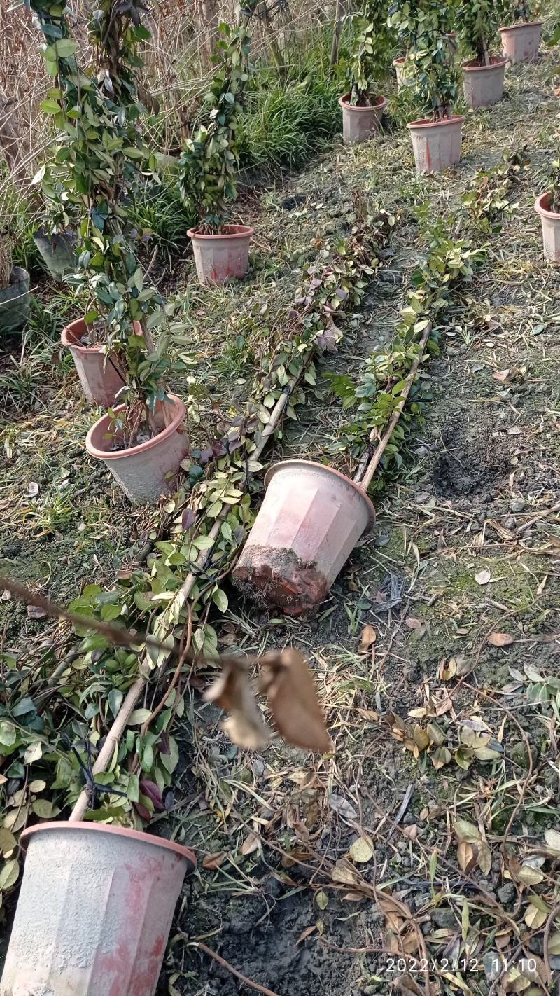 3米高，意大利风车茉莉，成都本地货源，基地直销