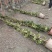 3米高，意大利风车茉莉，成都本地货源，基地直销