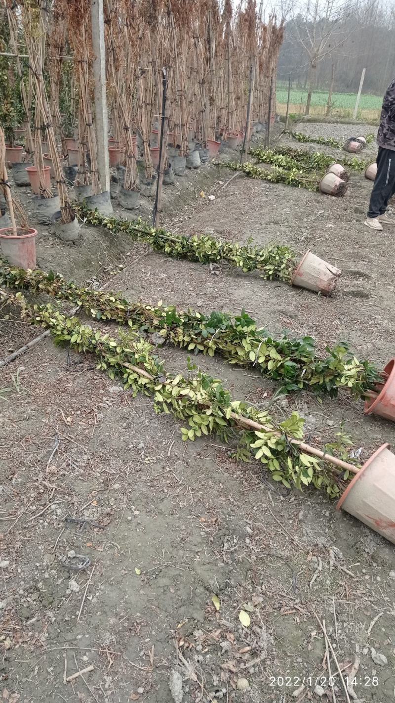 3米高，意大利风车茉莉，成都本地货源，基地直销