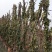 3米高，意大利风车茉莉，成都本地货源，基地直销