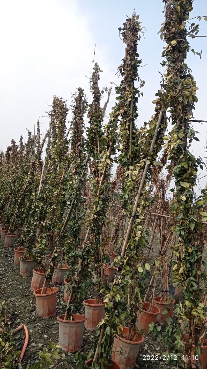 3米高，意大利风车茉莉，成都本地货源，基地直销