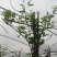 成都本地货炮仗花，有超长的花期1到6月份