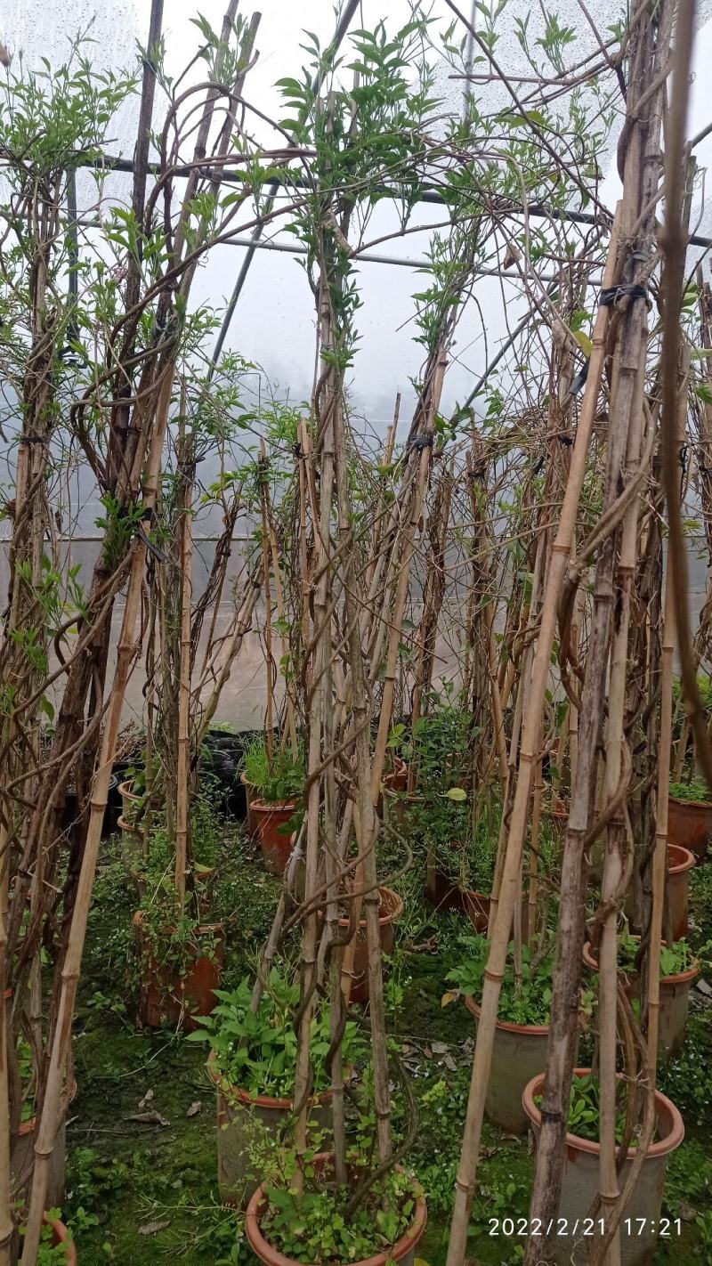 成都本地货炮仗花，有超长的花期1到6月份