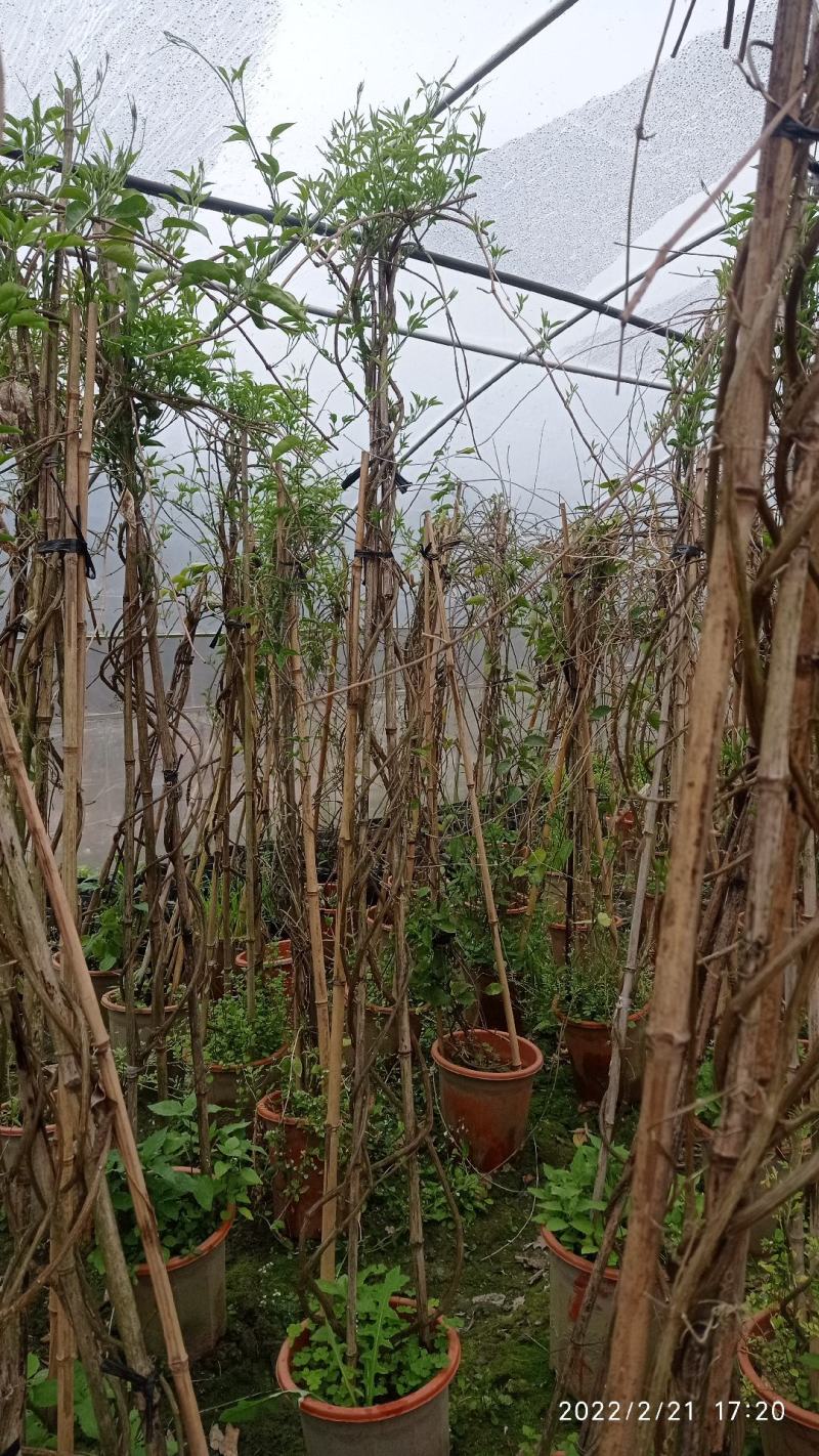 成都本地货炮仗花，有超长的花期1到6月份