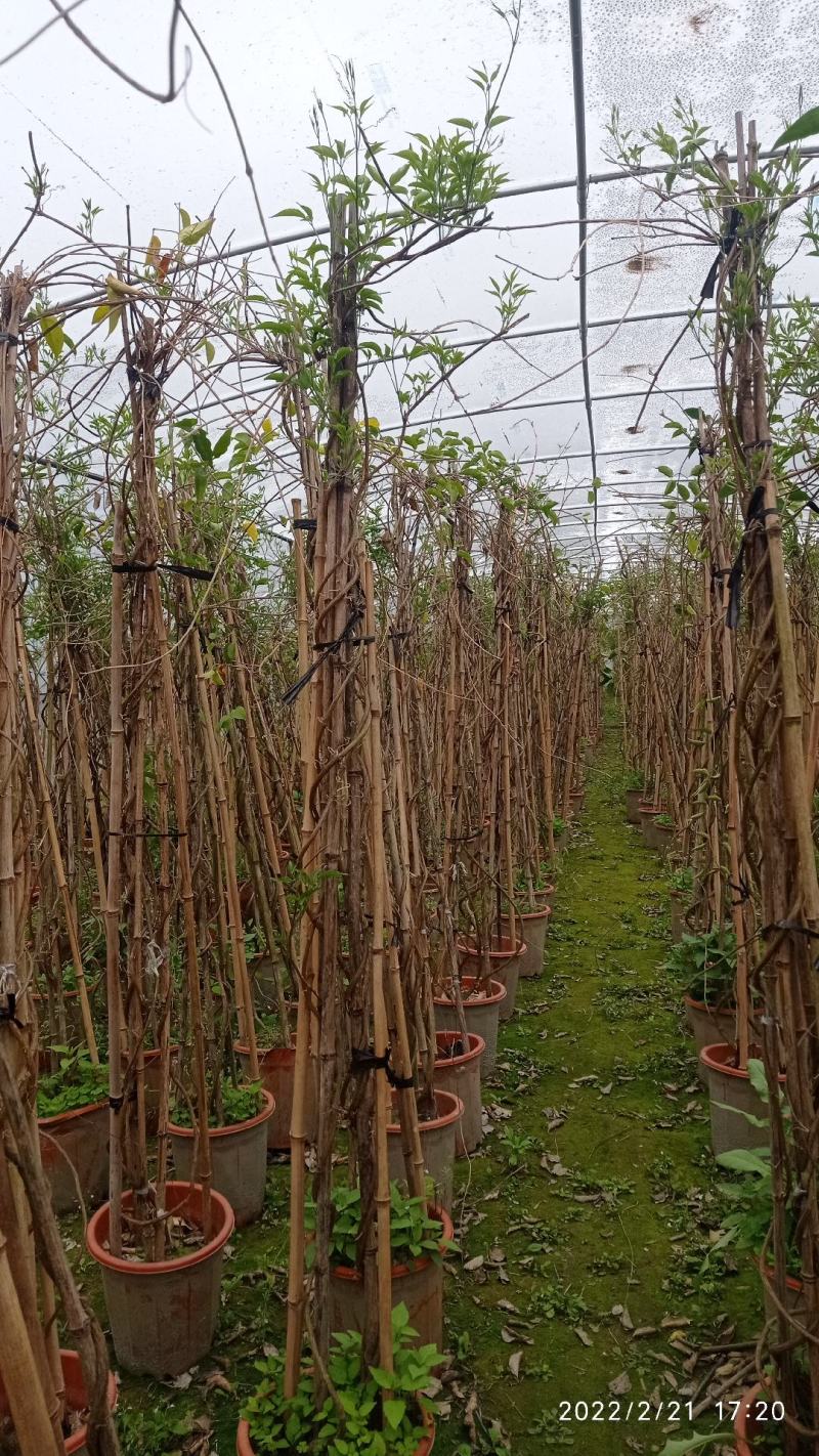 成都本地货炮仗花，有超长的花期1到6月份