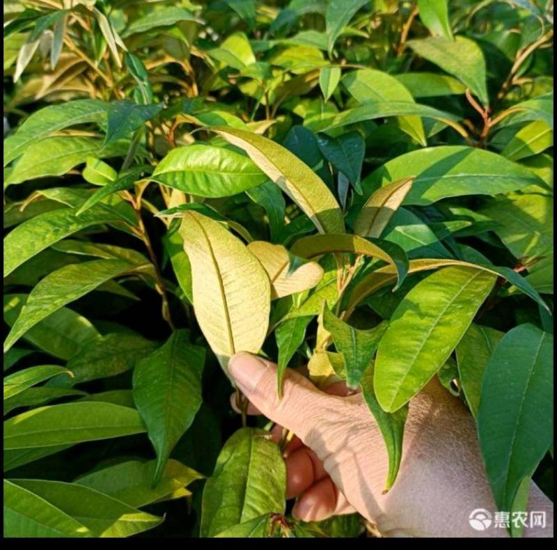 供应越南牛奶果苗(紫色果苗和白色果苗)