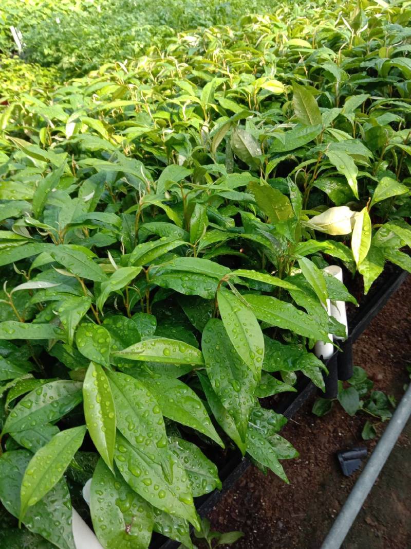 供应越南牛奶果苗(紫色果苗和白色果苗)