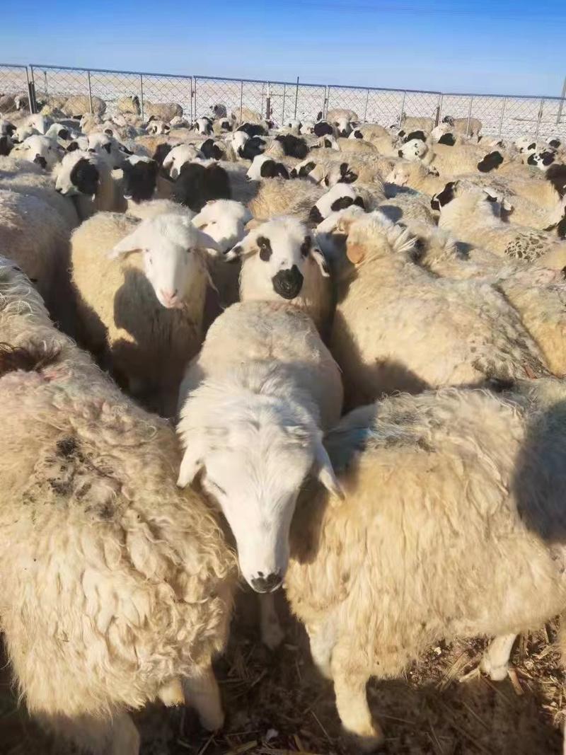 包邮小尾寒羊40~60斤！黑头肉羊，杜波羊，山羊羔子