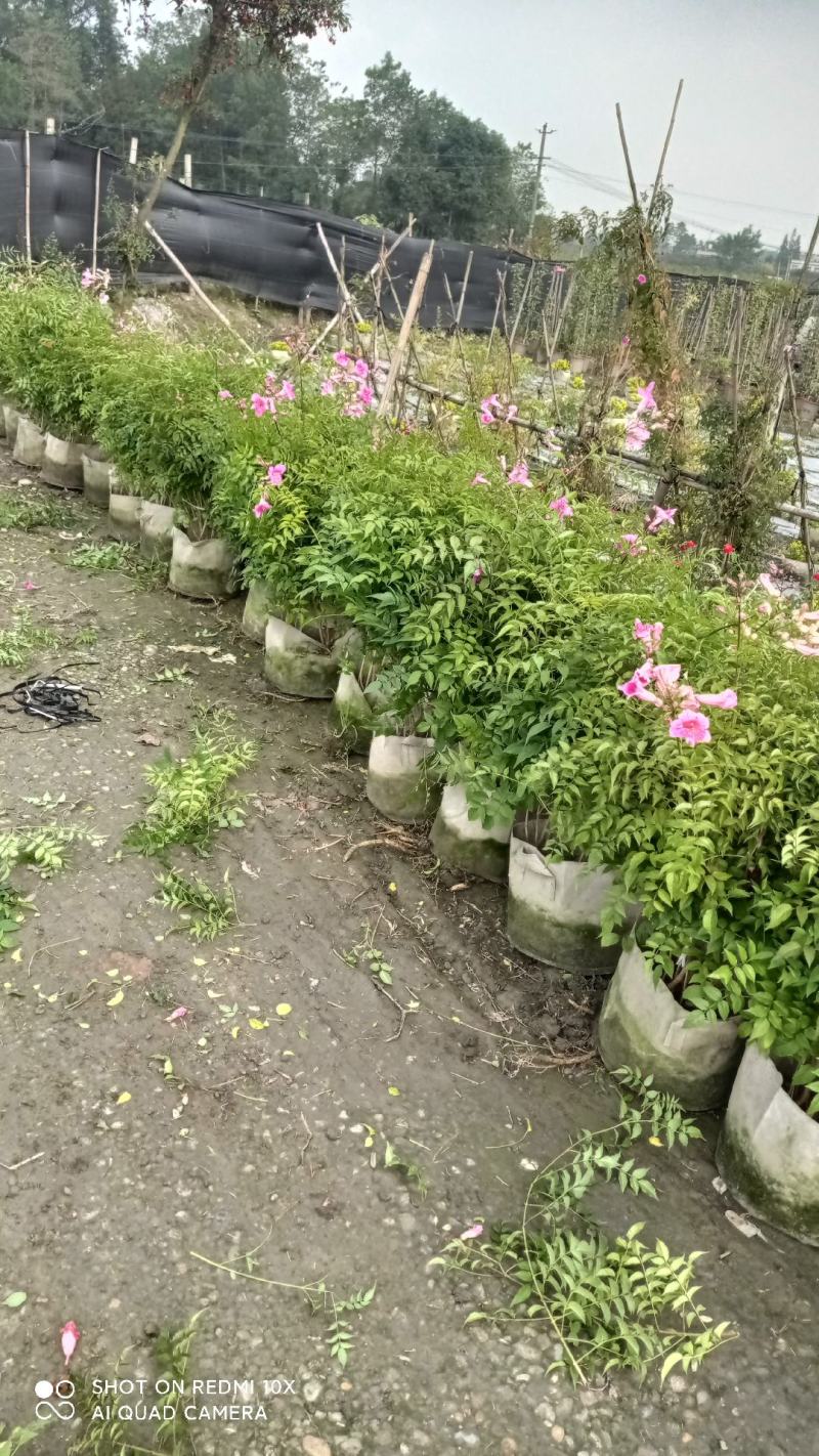 非洲凌霄花，粉红凌霄