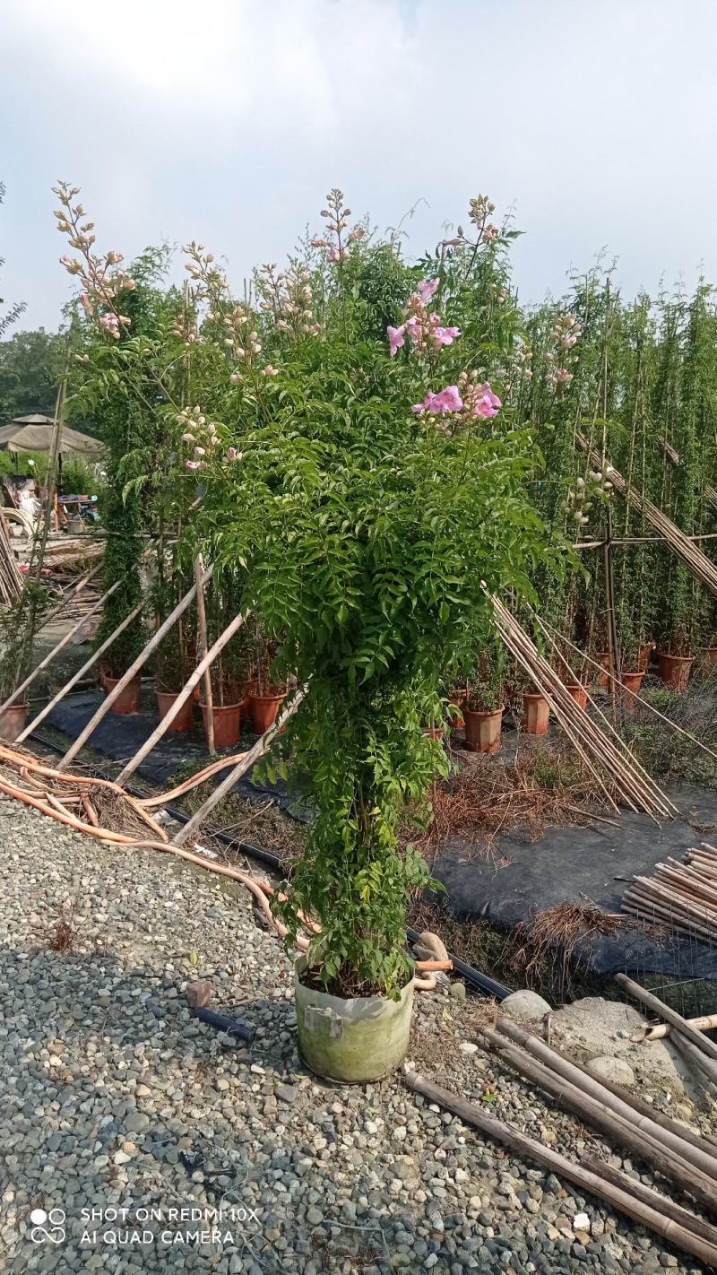 非洲凌霄花，粉红凌霄