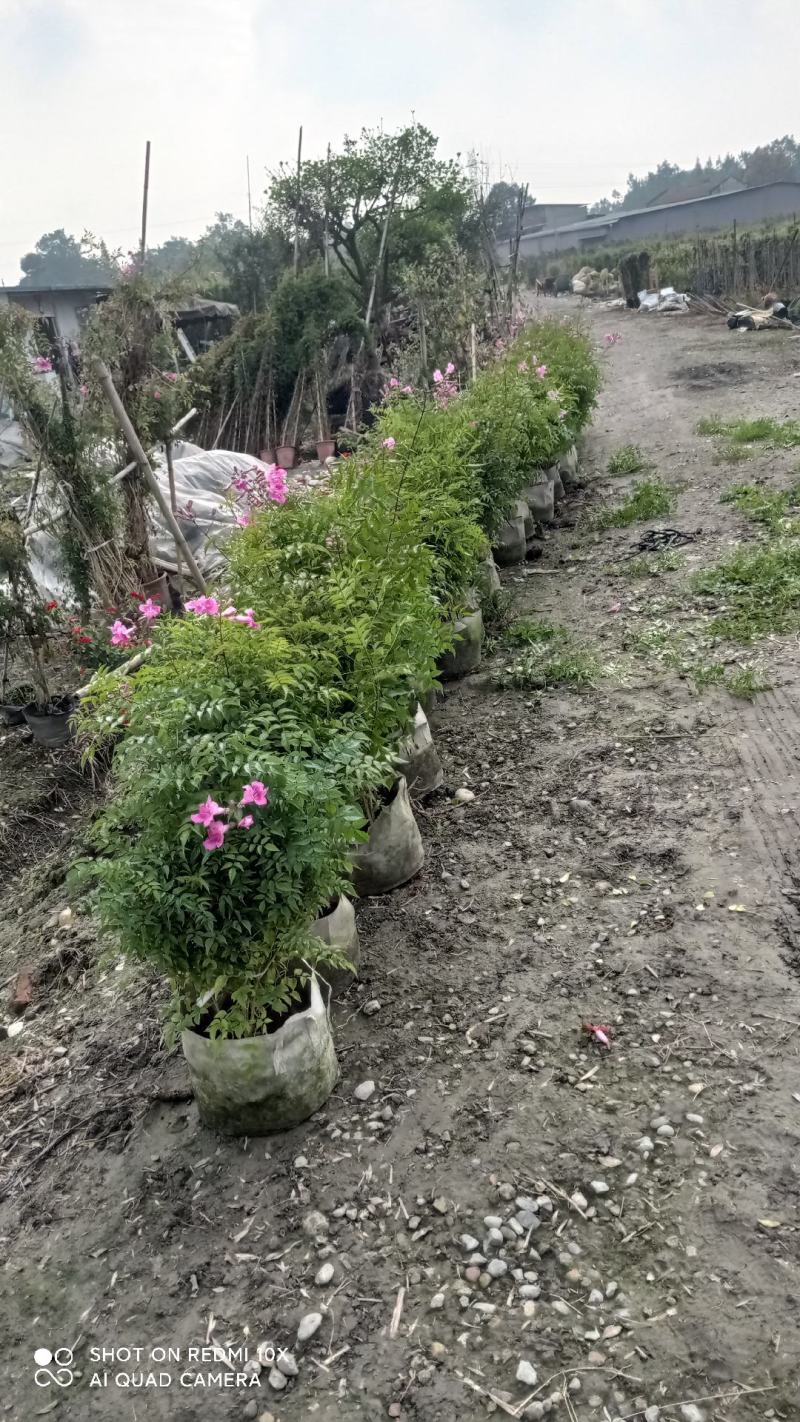 非洲凌霄花，粉红凌霄