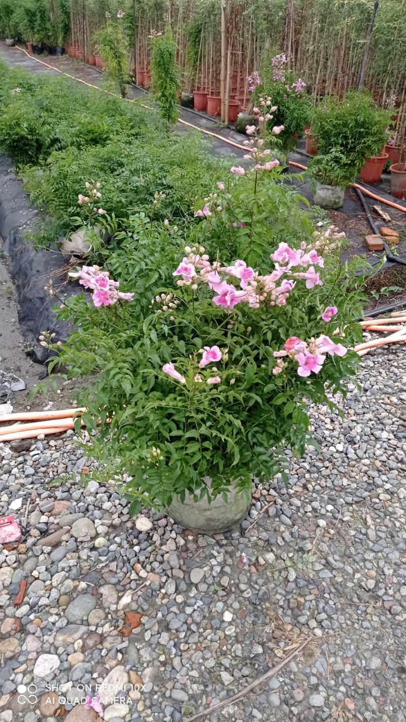 非洲凌霄花，粉红凌霄