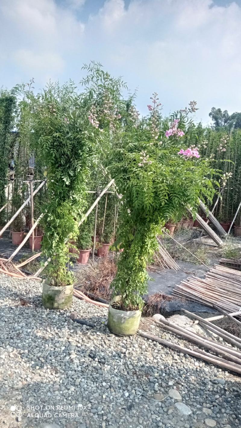 非洲凌霄花，粉红凌霄