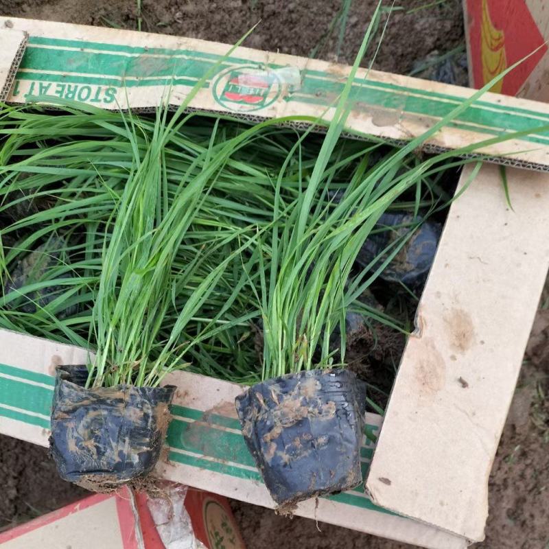 紫穗狼尾草优质狼尾草欢迎实地看货量大优惠