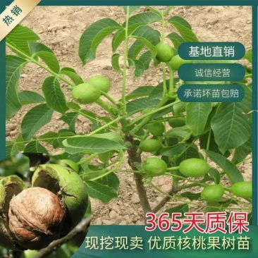 核桃树苗薄皮8518纸皮核桃果树果苗南方北方庭院盆栽地栽