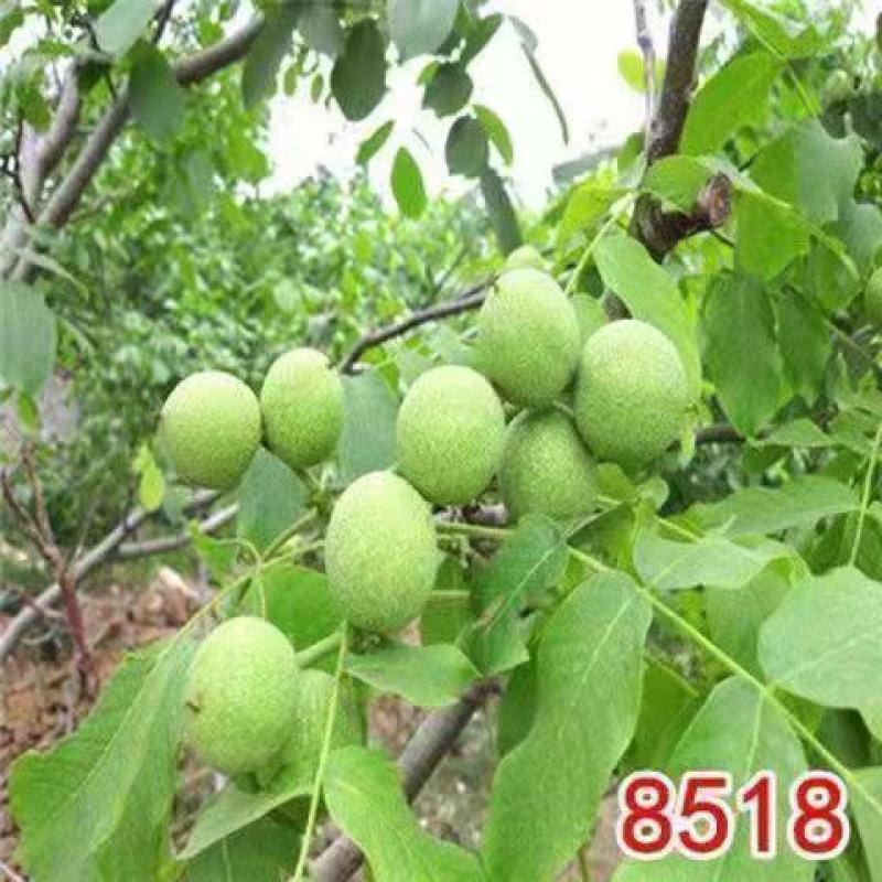 核桃树苗薄皮8518纸皮核桃果树果苗南方北方庭院盆栽地栽