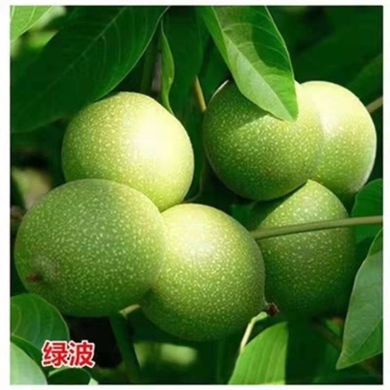 核桃树苗薄皮8518纸皮核桃果树果苗南方北方庭院盆栽地栽