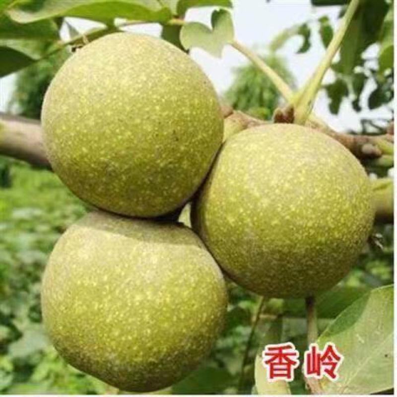 核桃树苗薄皮8518纸皮核桃果树果苗南方北方庭院盆栽地栽