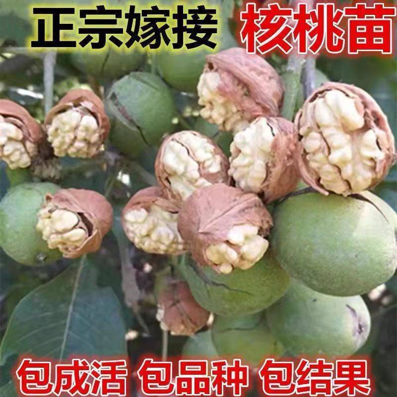 核桃树苗薄皮8518纸皮核桃果树果苗南方北方庭院盆栽地栽