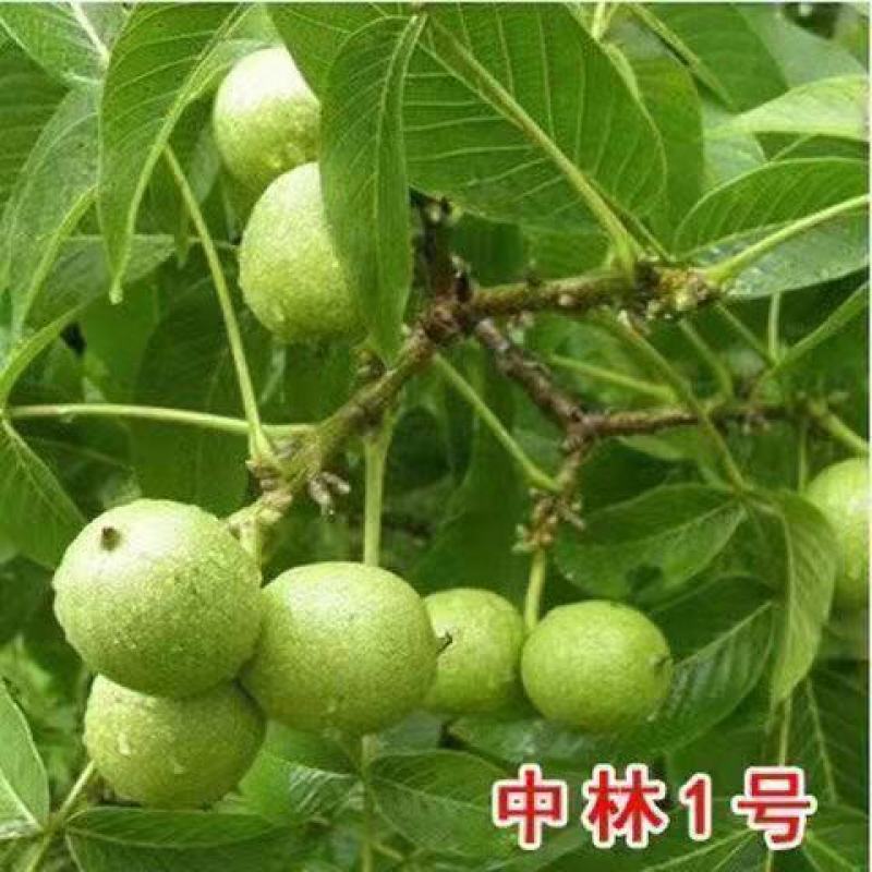 核桃树苗薄皮8518纸皮核桃果树果苗南方北方庭院盆栽地栽