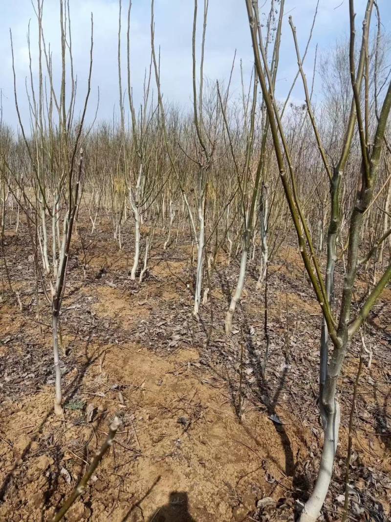 核桃树苗薄皮8518纸皮核桃果树果苗南方北方庭院盆栽地栽