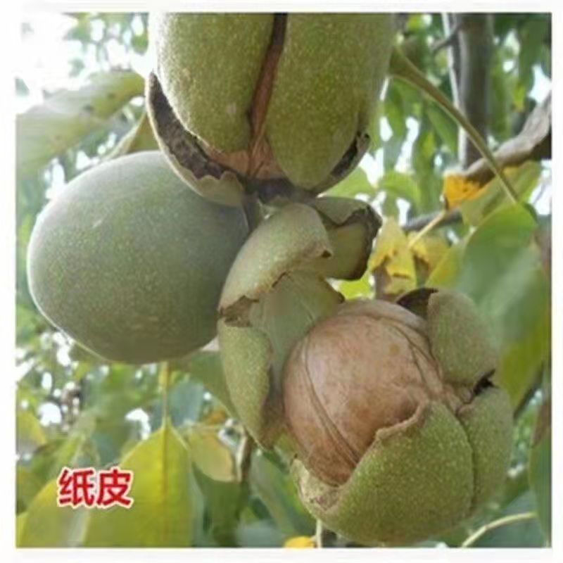 核桃树苗薄皮8518纸皮核桃果树果苗南方北方庭院盆栽地栽