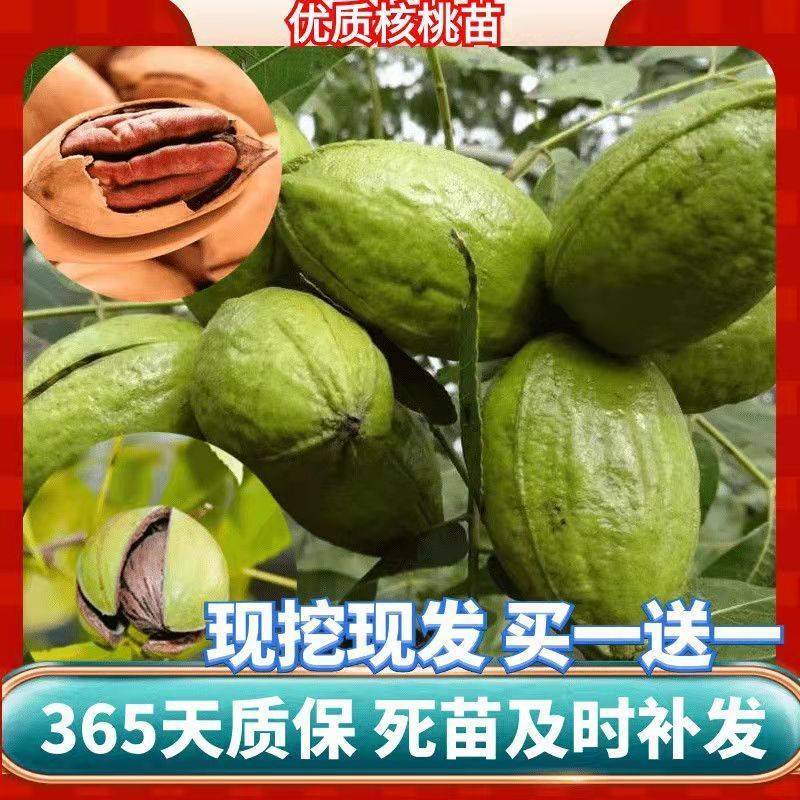 核桃树苗薄皮8518纸皮核桃果树果苗南方北方庭院盆栽地栽