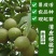 核桃树苗薄皮8518纸皮核桃果树果苗南方北方庭院盆栽地栽